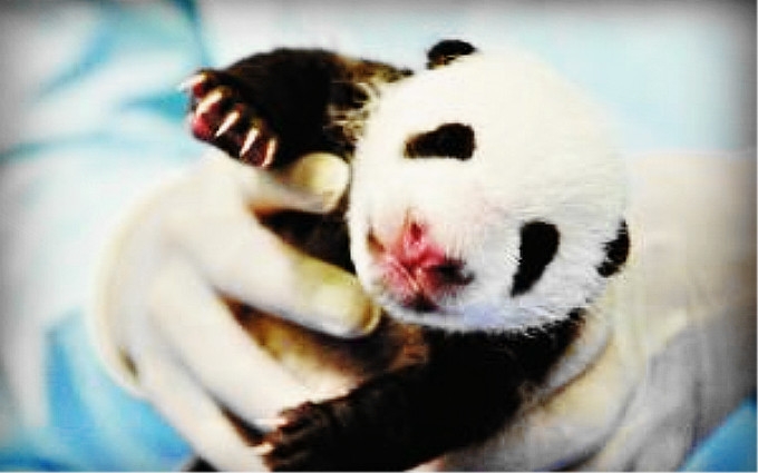 长隆野生动物世界的熊猫宝宝满月了！