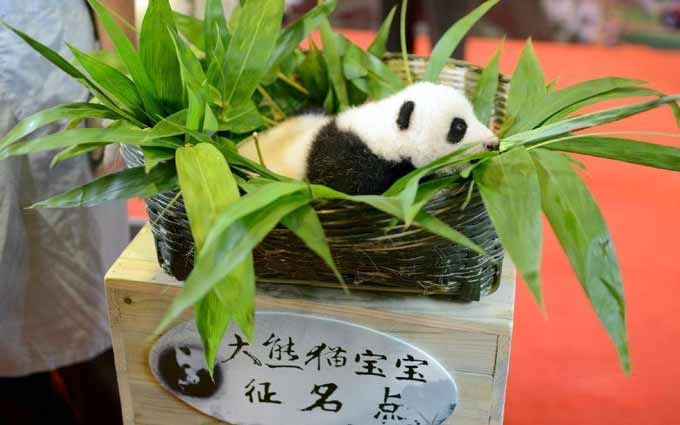 广东首只熊猫宝宝等你来起名 奖金8万