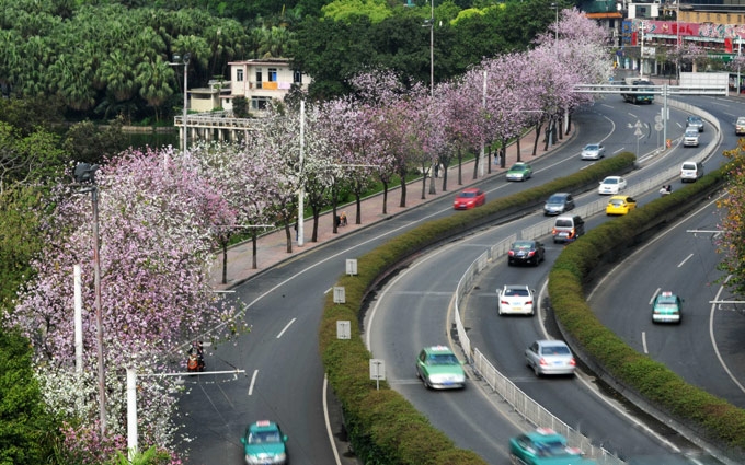 广州重要道路将一路一树