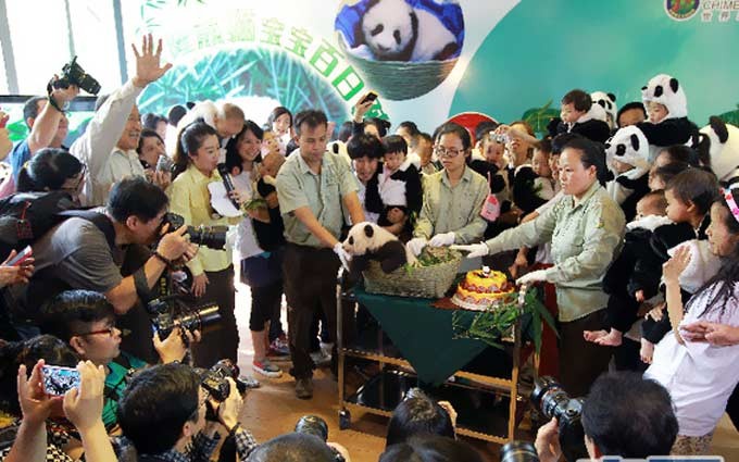 百日熊猫宝宝“卖萌”求芳名