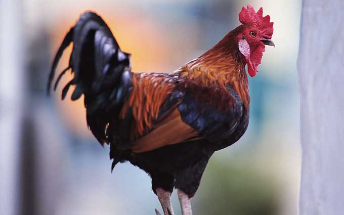 粤疾控：H7N9疫情蔓延可能性很低