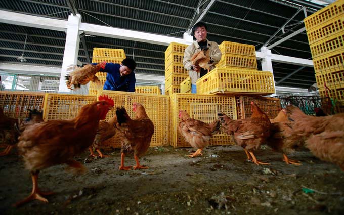 广州海珠一酒楼检出3份H7N9病毒