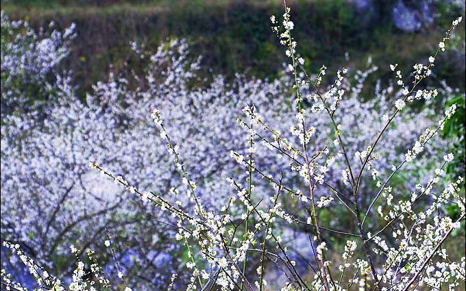云浮赏梅：散养梅花新兴始盛放