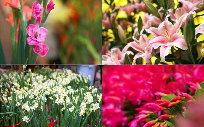广州春节习俗：春节花市人气旺