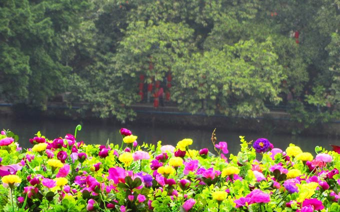 马年广州12区（市）花市看点大搜罗