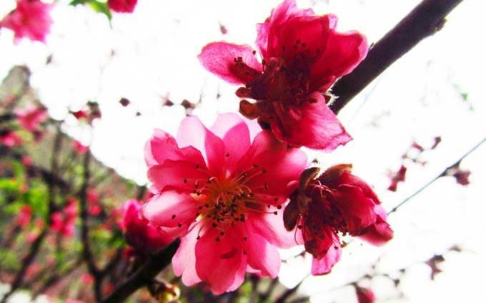 广州春节鲜花年桔入货技巧 到哪些花卉市场买花？