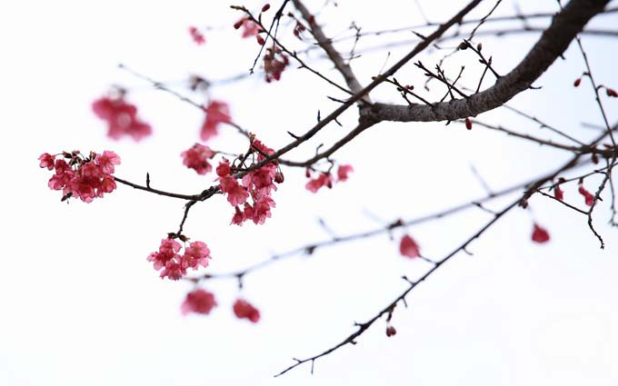 华农芳菲美 赏樱正当时