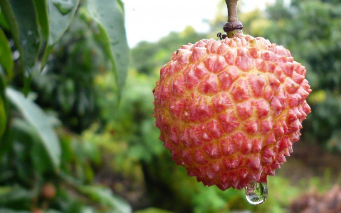 本土最早荔枝 月底有得食啦