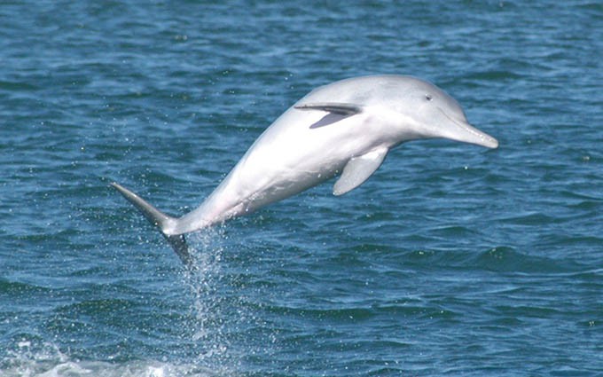 珠江口污染 中华白海豚濒临绝种
