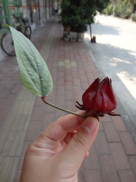 黄埔古港：舌尖上的美食与美景兼得