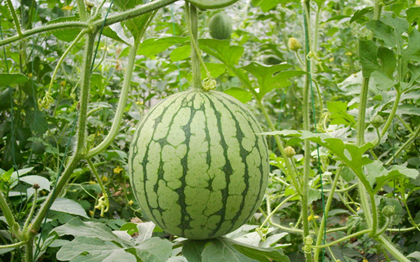 盛夏的果实：佛山水果哪儿最新鲜？