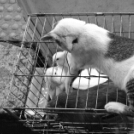 生鲜鸡试点两月余越秀街坊不买账