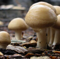 不疯“蘑”不成活 蘑菇饮食秘籍
