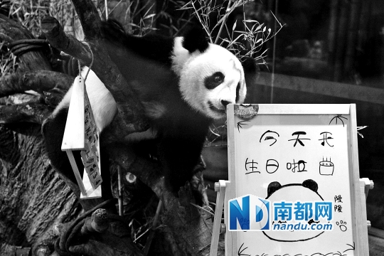 长隆野生动物世界华南首只熊猫宝宝迎周岁生日