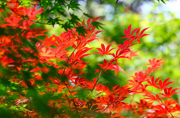 2015广州赏花好去处推荐 赏花游玩攻略