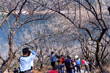 2015从化梅花节时间、地点、门票游玩攻略