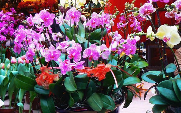2015广州迎春花市活动什么时候举行？