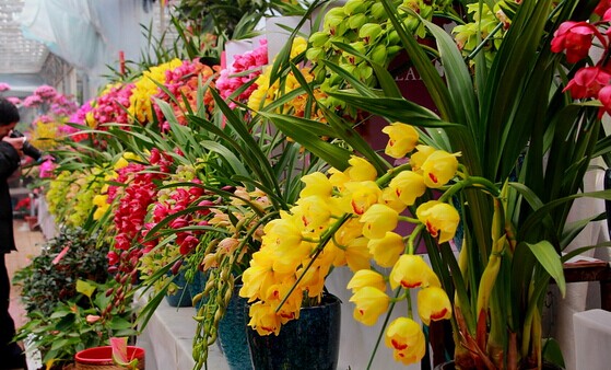 2015年增城迎春花市时间地点