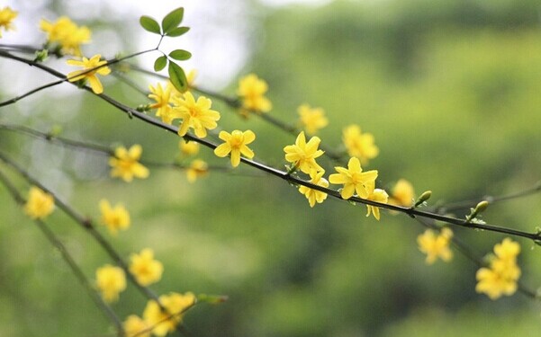 2015年从化花市在哪里，什么时候举行