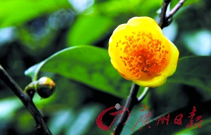 羊城春暖花开 城中鲜花锦簇