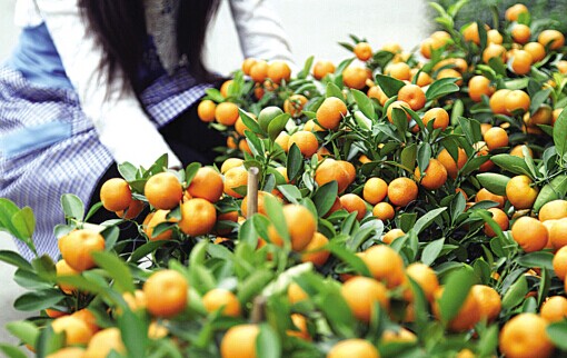 广州哪里买年花最好？
