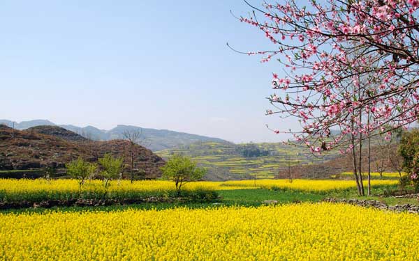 2015春节赏花行:广东最美油菜花观赏地推荐