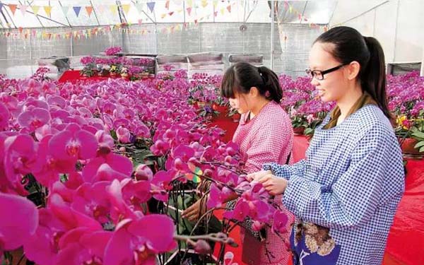 花都区花市什么时候举行,花都区花市在哪里举行