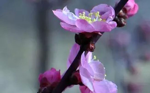 春节买什么年花好?寓意是什么?