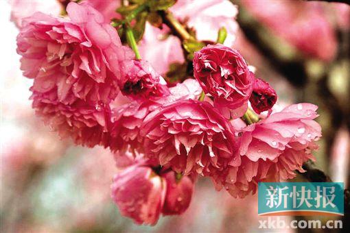 2015松轻赏花季 松轻赏花季不用单反,手机也能拍大片!