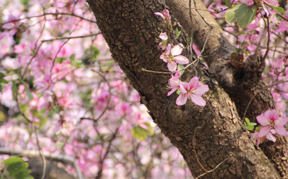 2015广州春日踏青赏花好去处 紫荆朵朵开