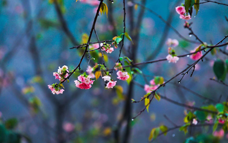 三月春光好 踏青赏花去