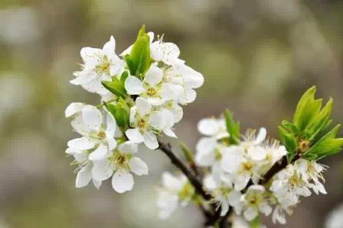 桃花、樱花、梨花傻傻分不清楚？教你如何区分各种花！