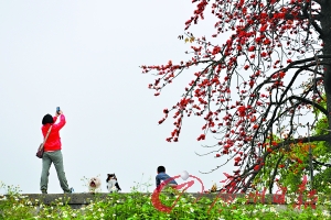 英雄花开艳 满城春色浓