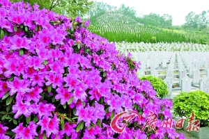 墓园变花园 拜山如踏青
