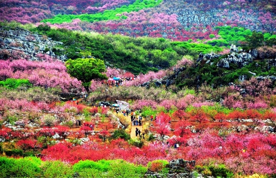 坐上高铁 赏花看景