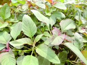 鸡汤野菜火锅怎一个鲜字了得