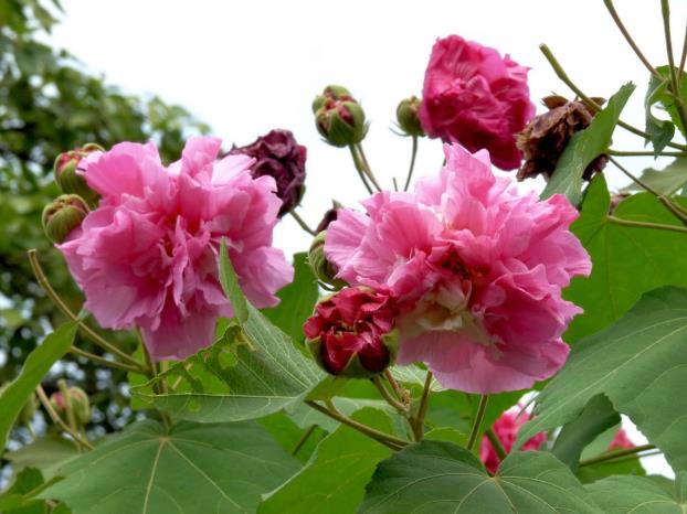 艳丽木芙蓉 一天之间花开花谢 