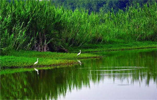 广东最美十大湿地！盘点广东最美湿地