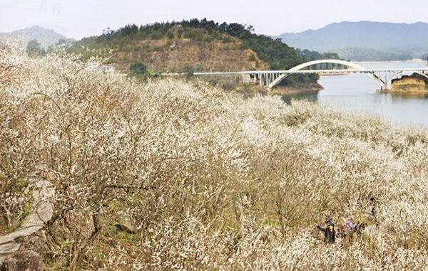 2016年第十四届从化流溪梅花节时间地点门票