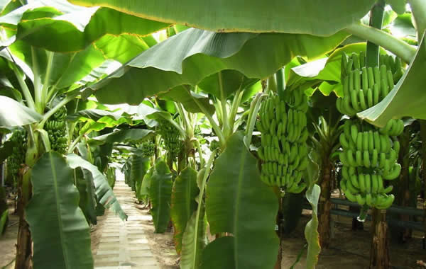 广州美食故事：高脚遁地蕾香蕉的由来