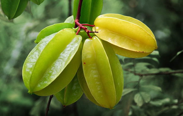 食在广州：荔湾区美食花地甜杨桃介绍