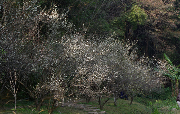 广州旅游景点：白云区白云山梅花谷景点介绍