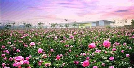 ​广州从化宝趣玫瑰世界介绍