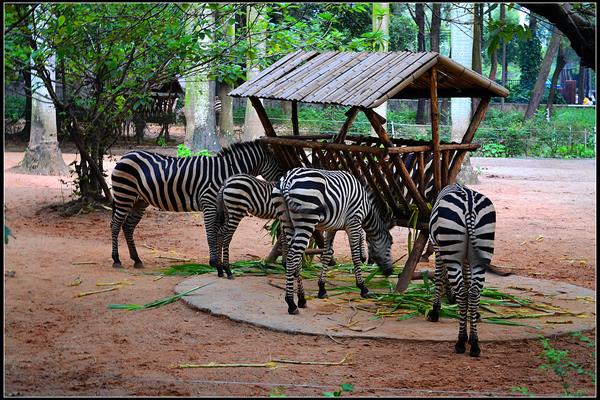 广州动物园：野生动物的庇护所