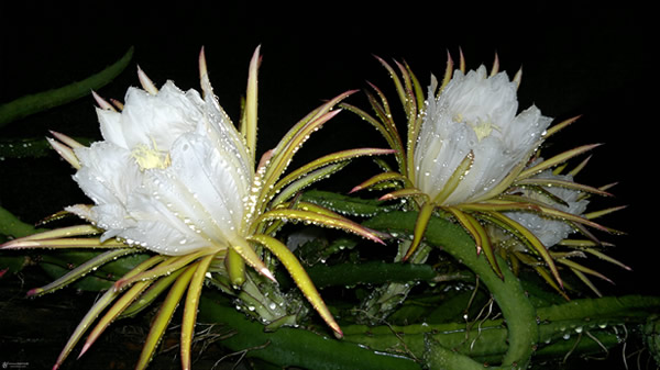 深井霸王花：既是花卉又是煲汤的好配料