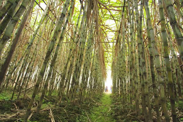 潭州白蔗：皮薄肉脆、清热解毒、生津止渴