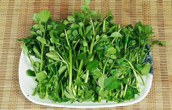 从化西洋青：一道非常有特色的绿色食品
