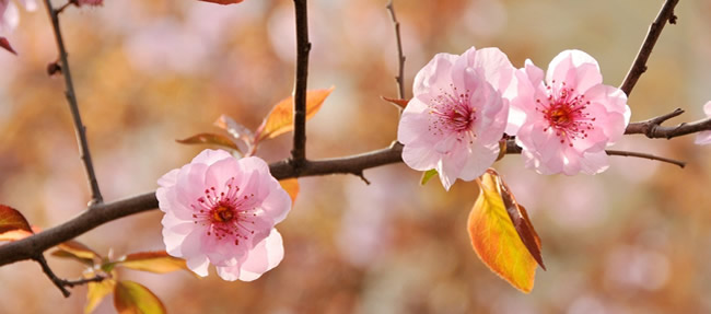 清明节到珠海斗门南澳村看樱花竞相开放