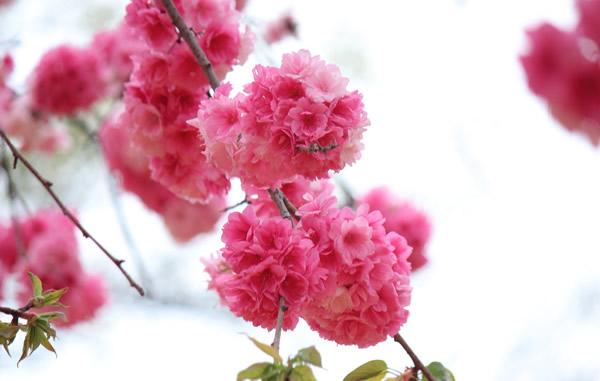 2016年清明节到中国樱花第一谷梅州樱花谷赏花