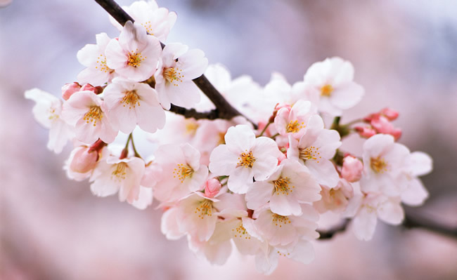 广州清明节看樱花胜地之从化天适樱花悠乐园